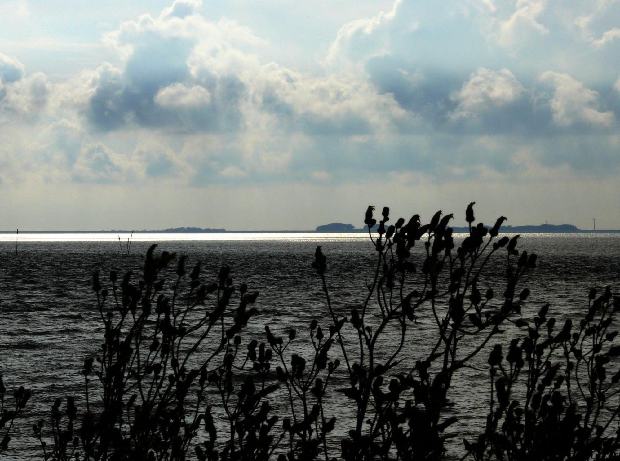 Haus Halligblick, Ferienwohnungen am Wattenmeer, Whg Langenneß Dagebüll Exterior foto